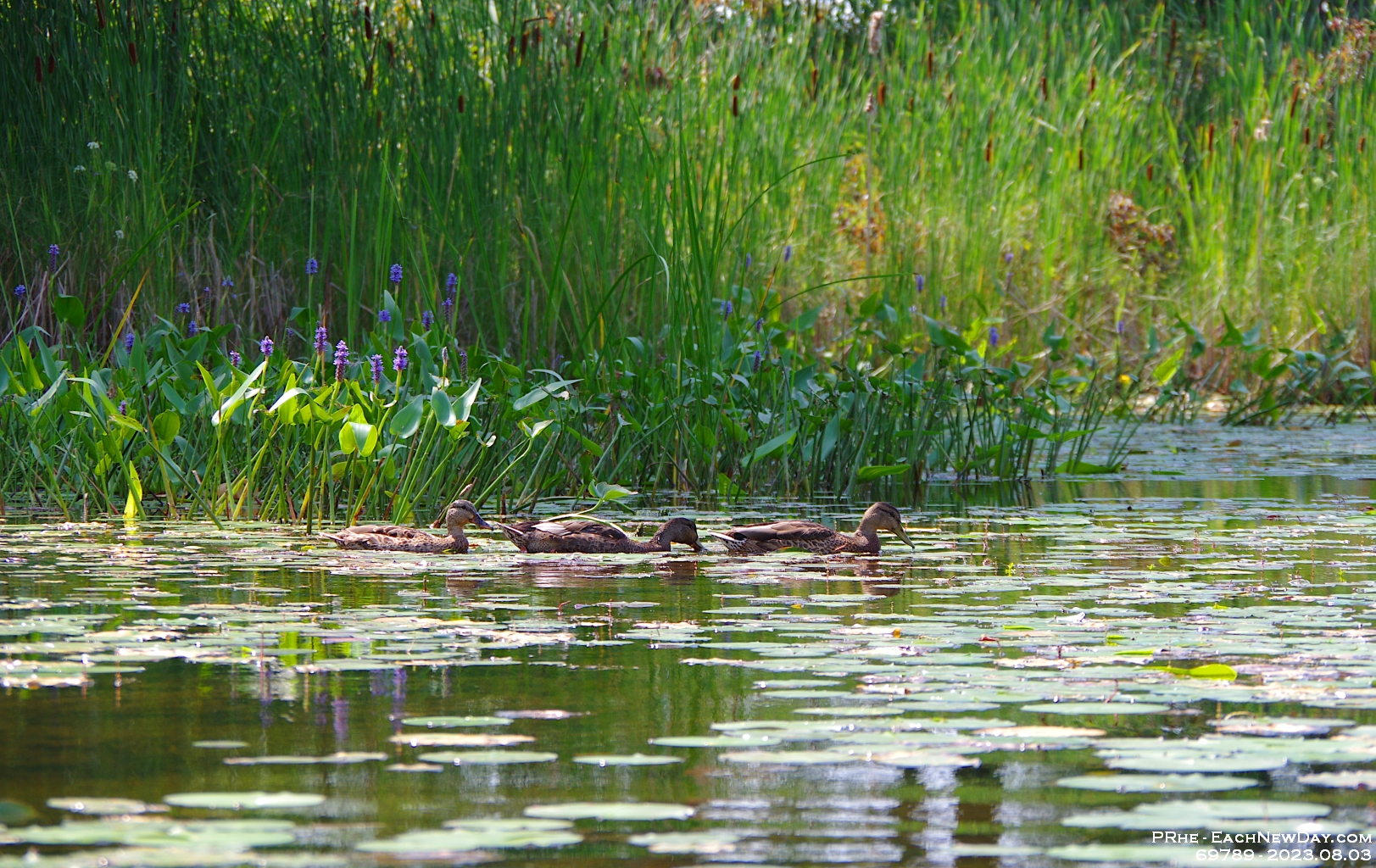69789CrLeUsm - Vacationing at Hammock Harbour - Kayaking the top end of Lake Couchiching and the channels in Washago